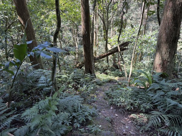 [淡蘭古道] 2026_0315 南路第三段_獵狸尖步道3017272