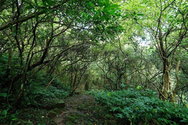 新北 石碇 西帽子岩、炙子頭山、溪邊寮山2551939