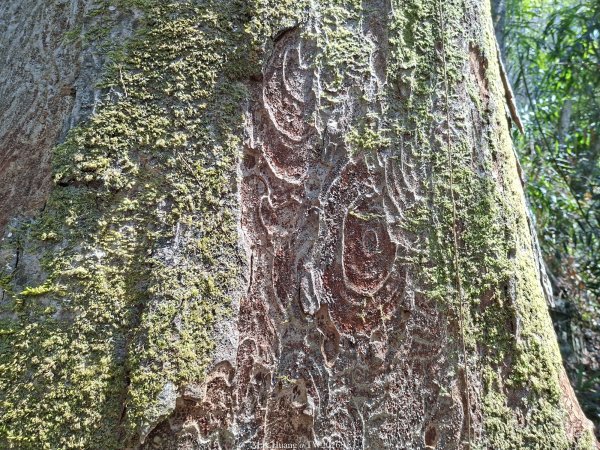 《台中》巨人之手｜雪山坑環線步道202603223021469