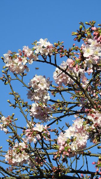 追花是簡單的快樂，賞花是恬淡的幸福。2/282045060