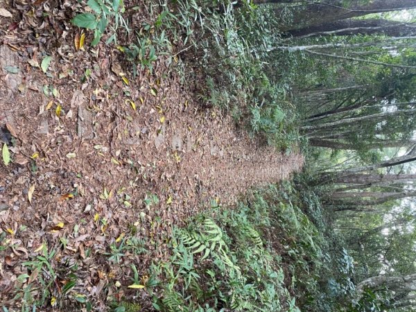 芝生毛台山、虎禮山連走1368970