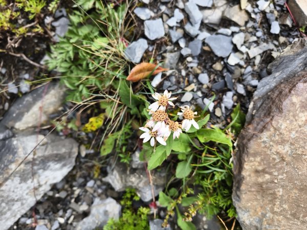 北一段(14/14)高山植物 2025_0906~132887644