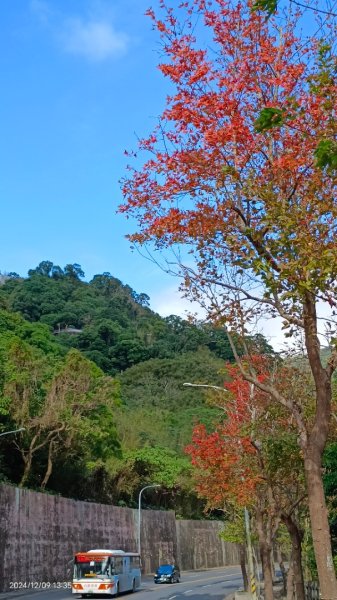 永公路落羽松/菁碧溪潺潺流水&至善路楓香紅了！2666385