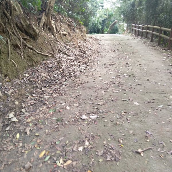 山塘背登山步道-竹林秘境1606080