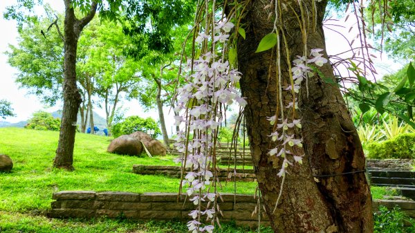 白石湖沒有百合花。晶片關稅2781561