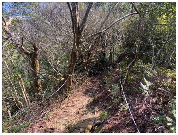 草嶺山、白石山、頭寮山 六連峰 O型路線2798638