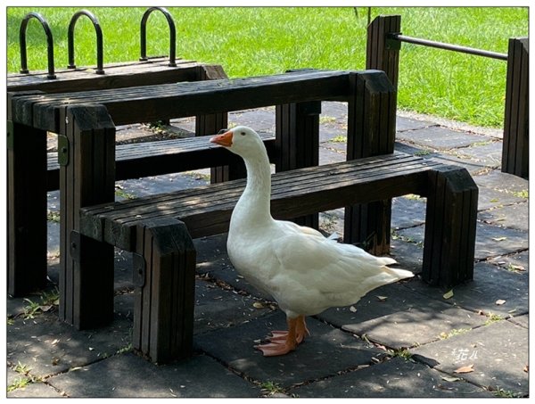 恒春黄槿の花開2906621