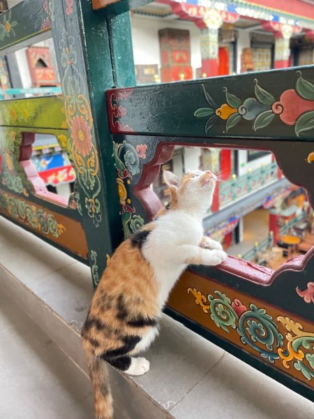 西藏♥️可愛動物🐎人物寫真/拉薩旅拍/美食2903002