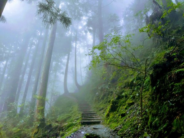 【新竹】觀霧迷幻森林：檜山巨木群步道1111868