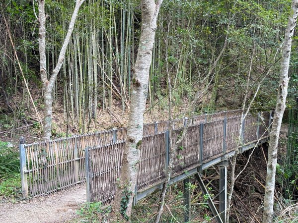 司馬庫斯巨木群登山步道2862130