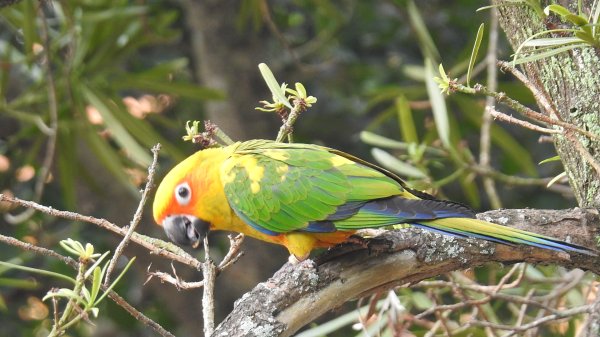 中正紀念堂-花鳥&大屯山雲海（山嵐）2/12703308