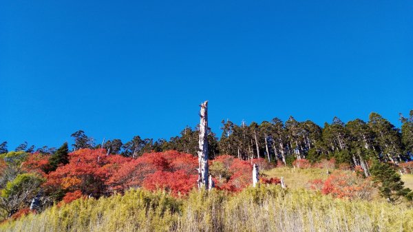 雪山巒大花楸2018-10-29446436