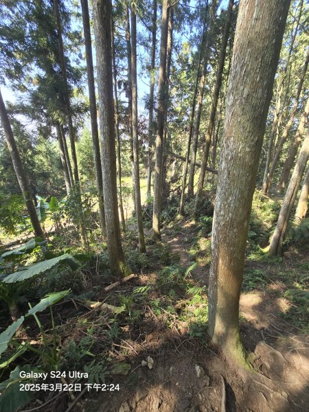 2025-03-22油羅山步道2743440