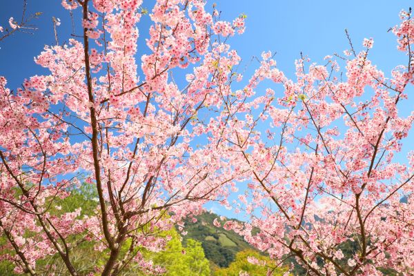 拉拉山的櫻花286503