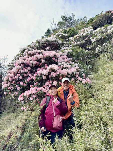 小奇萊賞杜鵑趣--與高山杜鵑的約定    2026.4.283044336