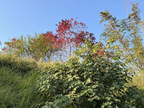 知高圳步道2711611