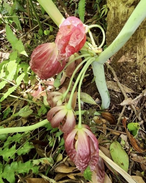 大屯西南稜-上大屯尋找八角蓮採野🥬-貴子坑連走六峰2756163