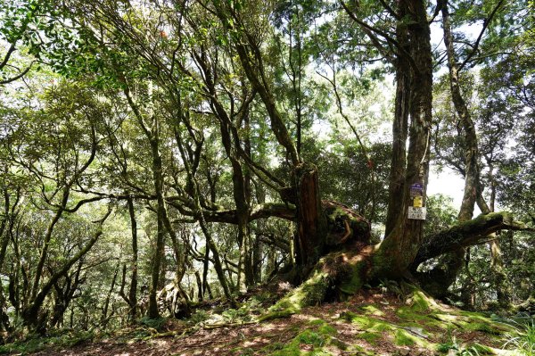 新北 烏來 山車廣山、檜山2567402