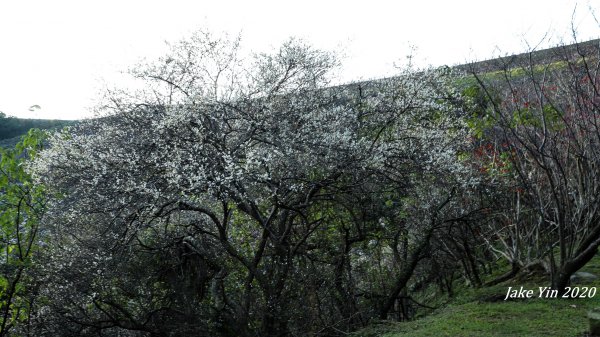 石門水庫梅景美景799251