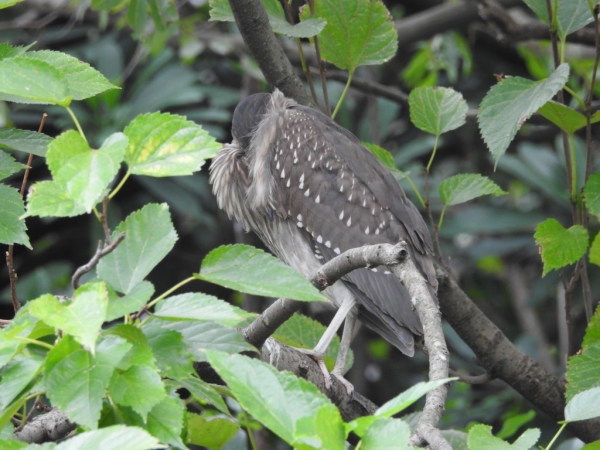 20161029 台北植物園生態記錄67303