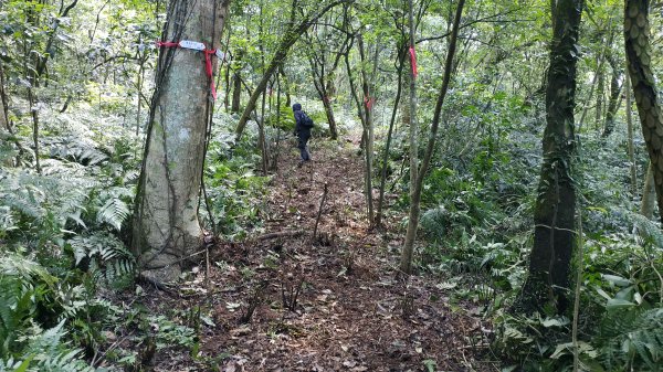 ✅糞箕湖古道回修擴徑.糞箕谷/串接完成 (溝渠遺址出土.糞箕湖雙線谷道貫通.全段新徑開通)2579827