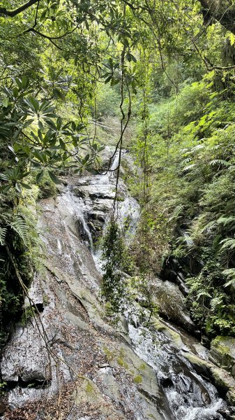 走入清晨19度c的上帝部落>>司馬庫斯(巨木群步道)1767372