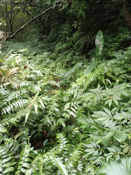 雷公埤山-鱷魚島觀景-小格頭獅頭山2001529