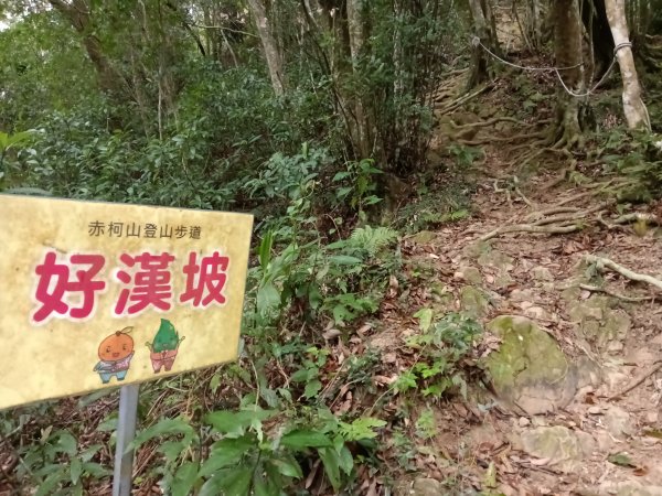 關西鎮太元宮-赤柯山-赤柯山南峰-東獅頭山-西獅頭山-東獅頭山8字走3022859
