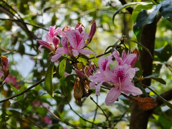 谷關松鶴橋對面的德芙蘭生態步道順登東卯山西南峰2748317