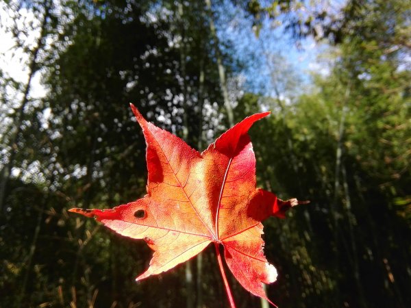 政府規劃第一條國家步道〜霞喀羅古道467724