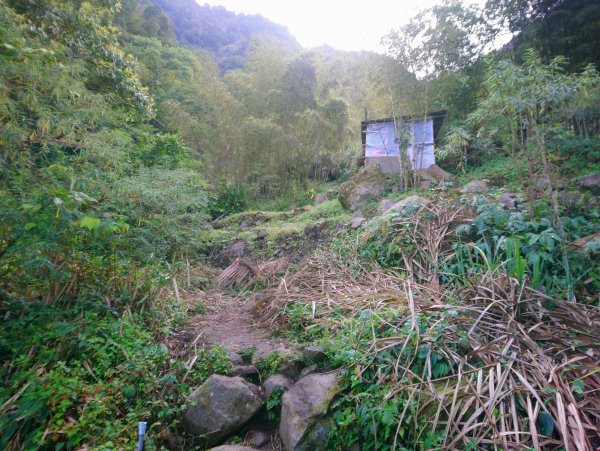 溪頭 南鳳凰山 天文台 神木O型 869806