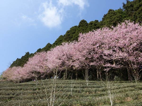 櫻花-柳杉林-鵝公髻山878486