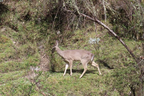 祕魯69湖健行2968025