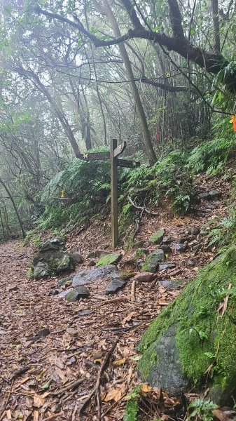 2025-01232淡蘭古道北二段(燦光寮古道到澳底)2696587