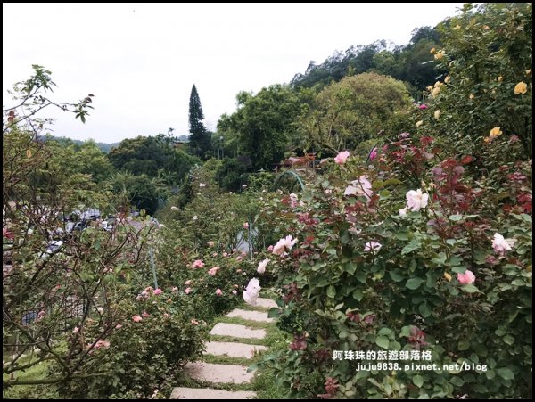 雅聞七里香玫瑰森林玫瑰季。浪漫歐式庭園930363