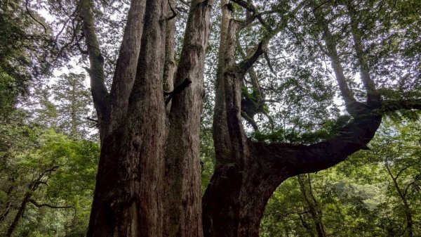 鎮西堡巨木步道群 (B區)2861178