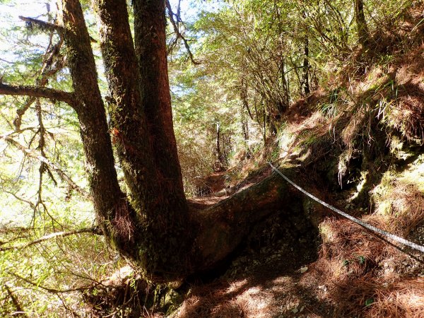 合歡越嶺古道登卯木山1174942