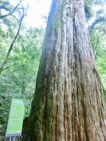 2019-06-29桃園拉拉山神木群628581