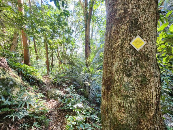 20250112貴妃山那結山外鳥嘴山蓮包山O型2727169