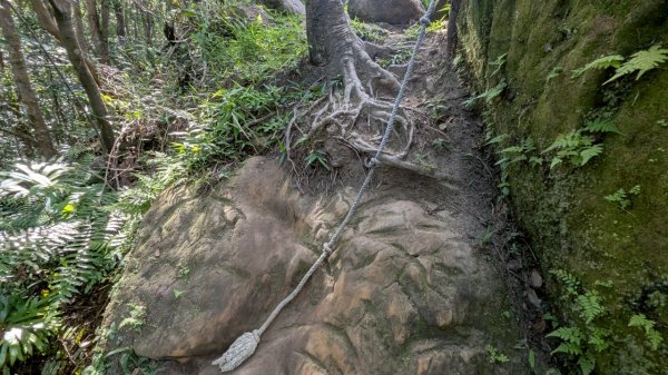 114.06.28內平林山-番子坑山-平湖森林遊樂區之O型2824263