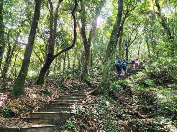 小百岳No.22⛰東眼山2568789