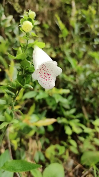 2025/7/12、7/13 西巒大山2839187