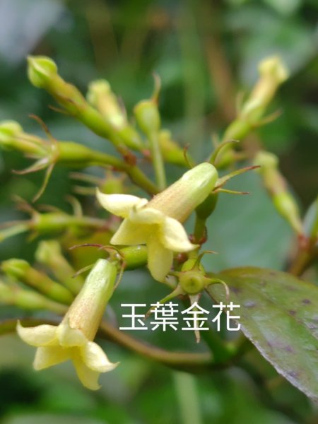 再訪雙林山、杜仔湖步道、雙子山2817933