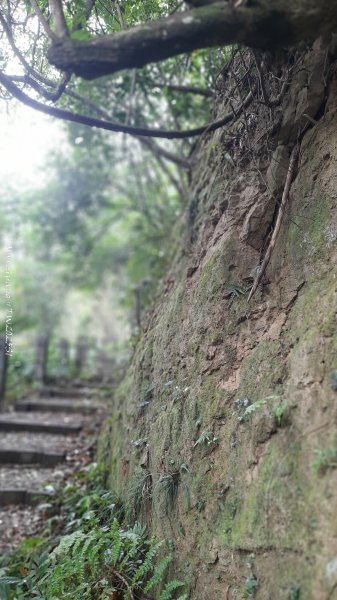 《苗栗》台鐵舊山線｜三義勝興鐵道覓境及挑柴古道O繞202501192693541