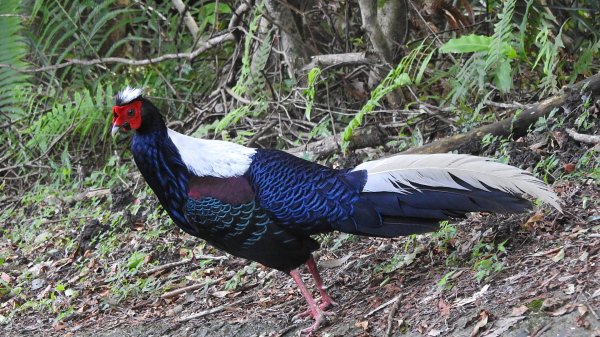 雲山水花鳥蝶-天龍國阿伯的日常6/22801948