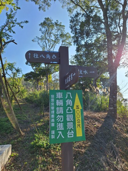 八角崠山+協雲宮櫻花步道202502152712846