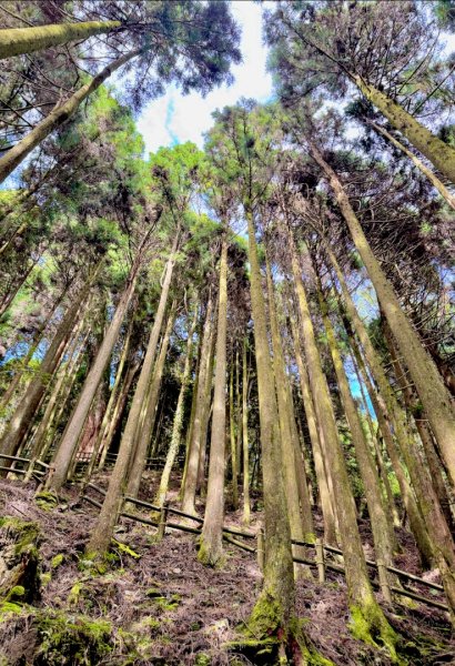 觀霧-檜山巨木群步道2925575