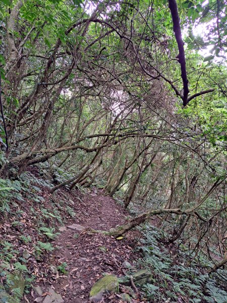 砂卡礑二日行D2：大同部落→千里眼山→砂卡礑步道→小錐麓步道→遊客中心202312032368718