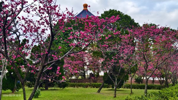 #虎山  #101大樓  #國父紀念館 #河津櫻 #中正紀念堂 2/19