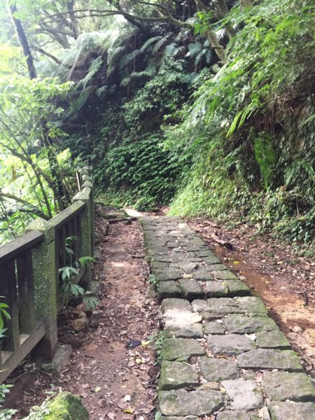 台北陽明山 - 絹絲步道446848